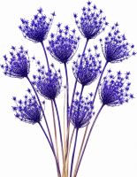 Ammi majus fialová 10 ks (1)