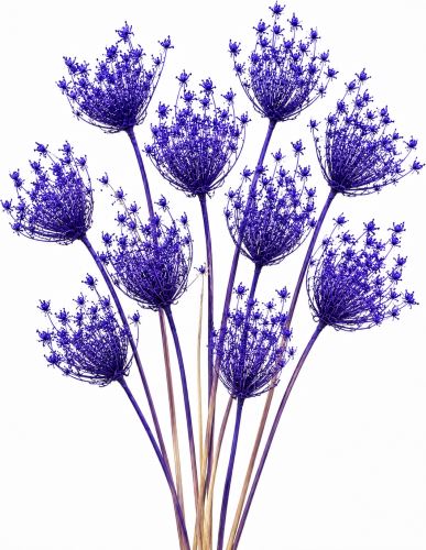 Ammi majus purple 10 pcs (1)