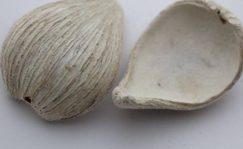 Pradip flocking bílá