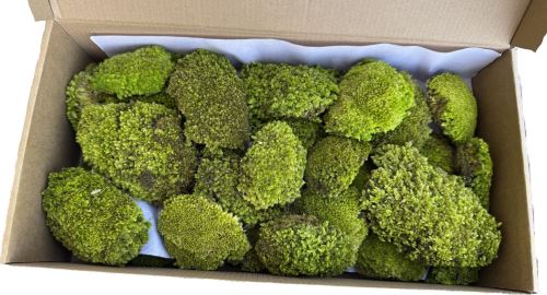 Stabilizovaný mech- ball moss, Leucobryum scabrum Sande - sv. zelená, 0,2 m2 Stabilizovaný mech- ball moss, Leucobryum scabrum Sande - sv. zelená, 0,2 m2