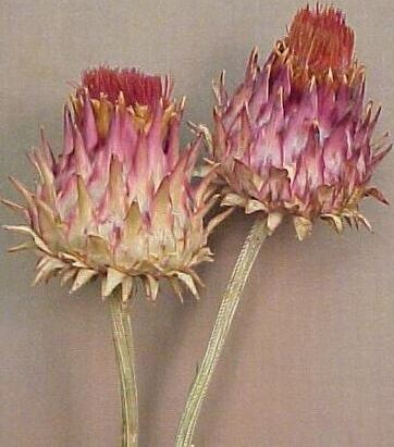 Cynara cardunculus flower short o/s