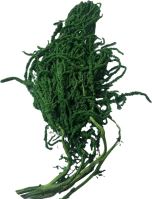 Amaranthus svazek 5 ks - zelená