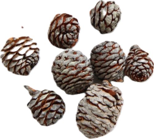 Sušené květiny Muirrii cones, 500 g, hnědé (3611)