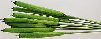 Biodo medium color zelená