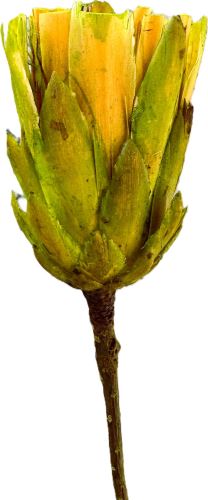 Repens cut lime Repens cut lime