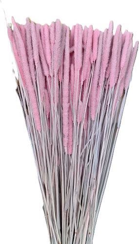 Phleum - sušený bojínek světle růžový, 100 g