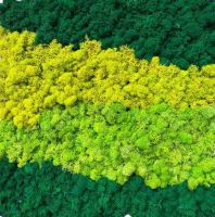 Stabilized Icelandic moss mix panel green 50*50 cm