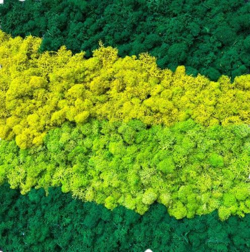 Stabilized Icelandic moss mix panel green 50*50 cm