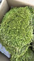 Stabilized moss - ball moss, Leucobryum scabrum Sande - green (1)