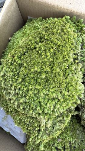 Stabilizovaný mach - ball moss, Leucobryum scabrum Sande, karton - zelená, 1,8 m2 Stabilizovaný mach - ball moss, Leucobryum scabrum Sande, karton - zelená, 1,8 m2