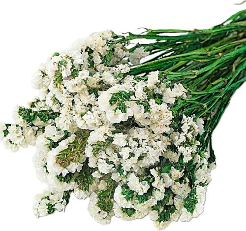 Limonium sinuatum stabilizovaná bílá Limonium sinuatum stabilizovaná bílá