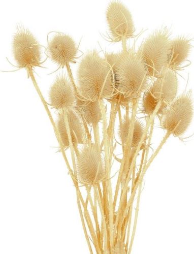 Bodlák medium bílá 20 ks Bodlák medium bílá 20 ks