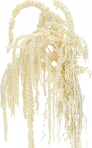 Amaranthus svazek 5 ks - bílá