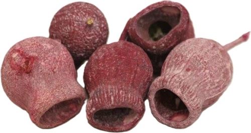 Sušené květiny Gum Bells frosted erica, 250 g, fialové