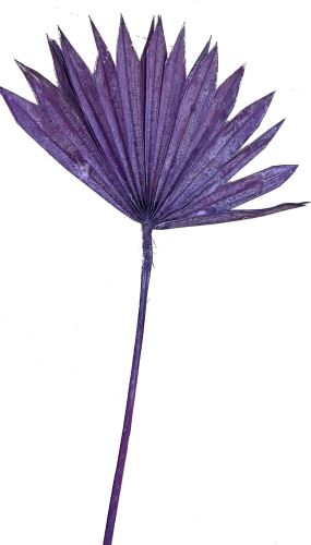 Palm sun spear col. Frosted