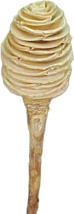 Platyspernum single bleached