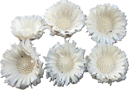 Compacta loose medium 55 mm blaeched (3610)