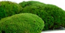 Stabilizovaný mach, mini ball moss natural green (1)