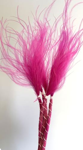 Stipa růžová