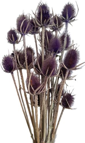 Bodlák medium fialová 20 ks