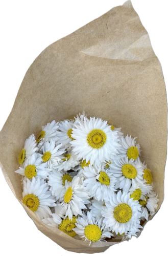 Helipterum roseum bílá (1)