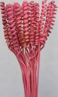 CANE CONE BLCH COLOR pink