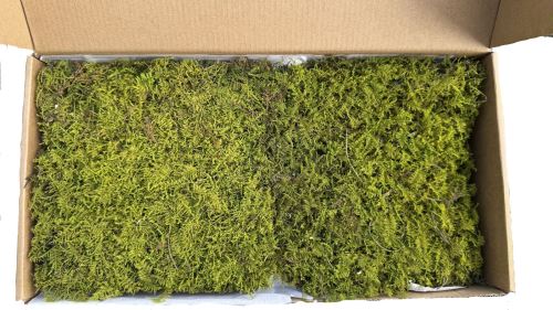 Stabilizovaný mach - flat moss, sv. zelená, 0,24 m2 Stabilizovaný mach - flat moss, sv. zelená, 0,24 m2