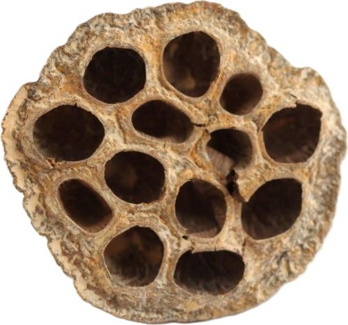 Lotus mittel gefrostet orange