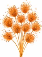 Ammi majus orange 10 Stück (1)