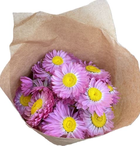 Helipterum roseum růžová