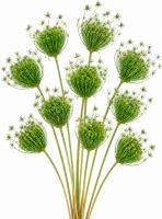 Ammi majus grün 10 Stück