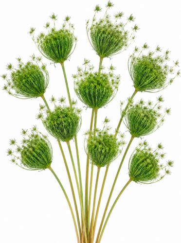 Ammi majus – Green (10 pcs)