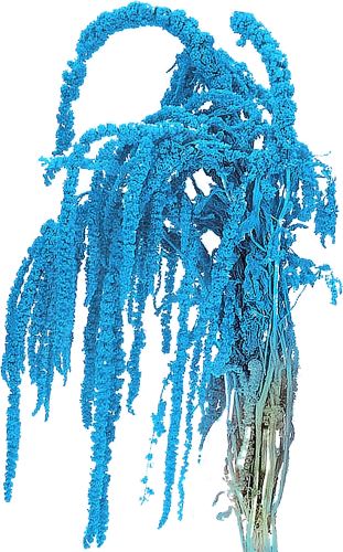 Amaranthus zväzok 5 ks - svetlo modrá (1)