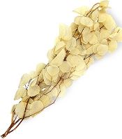 Eucalyptus populus stabilizovaný bílý, 100 g (1)