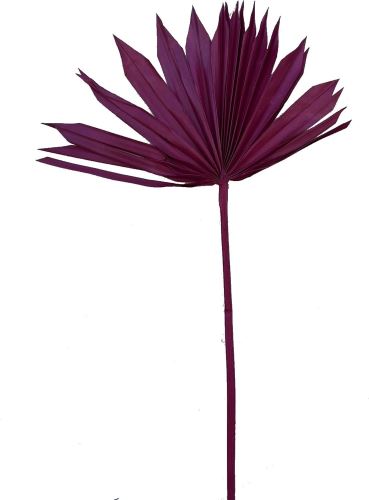 Palmsonnenspeer Farbe Rot