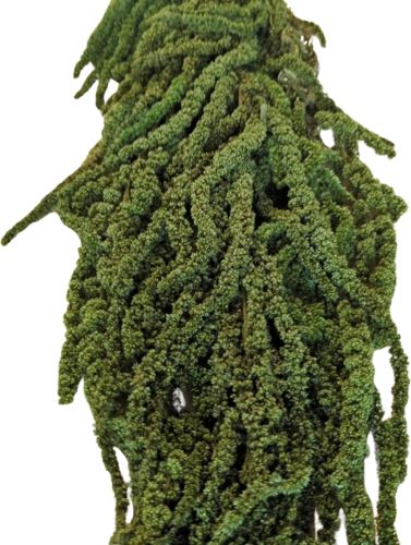 Amaranthus svazek 5 ks - trávově zelená