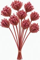 Ammi majus light pink 10 pcs (1)