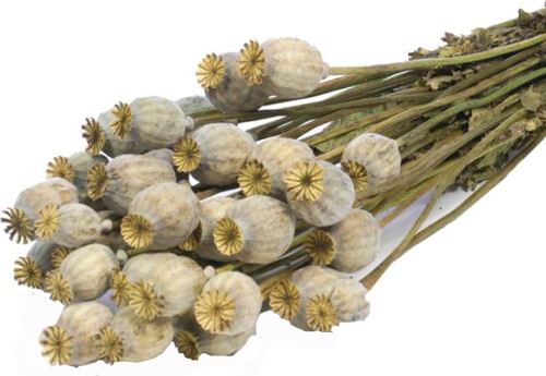 Makovice natural 100 gr.