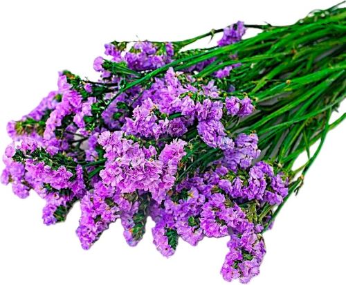 Limonium sinuatum stabilizovaná tmavě růžová (1)