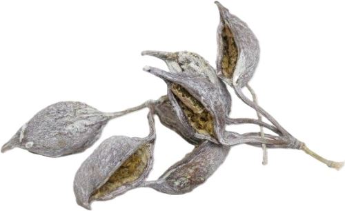 Sušené kvety Brachition stone washed, 250 g, tmavo fialová