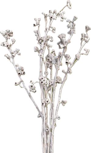 Eucalyptus koala white washed Eucalyptus koala white washed