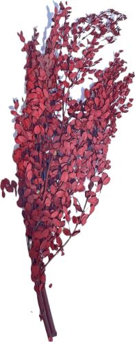 Eucalyptus parvifolia stabilizovaný 100 gr. Červený Eucalyptus parvifolia stabilizovaný 100 gr. Červený