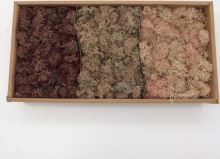 Islandský stabilizovaný, preparovaný mech 500gr, mix hnědá