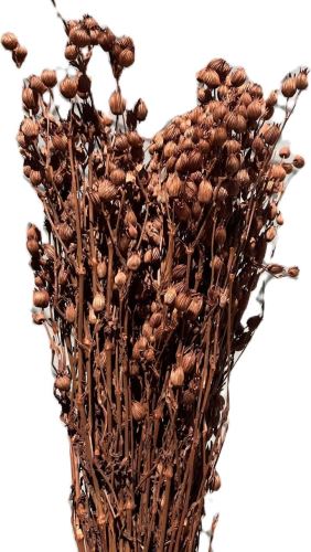 Silene hnědá 100 g