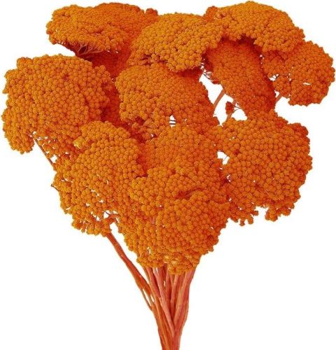 Sušené kvety Achilea color, oranžová, 3,5 kg