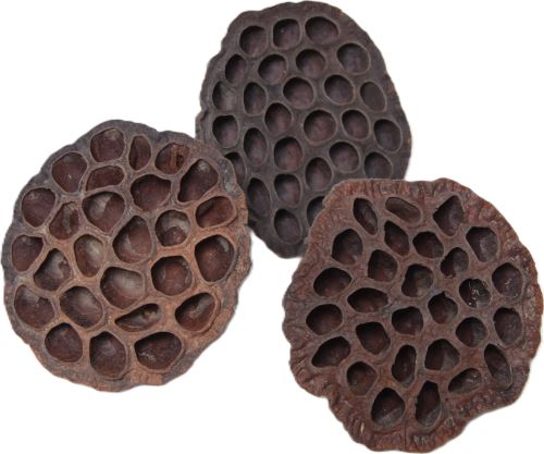 Indická sušina Lotus medium, 20 ks, hnědá