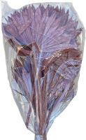 Palm sun spear col. Frosted