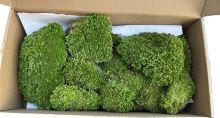 Stabilisiertes Moos - Kugelm­oos, Leucobryum scabrum Sande - dunkelgrün