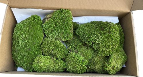 Stabilizovaný mech - ball moss, Leucobryum scabrum Sande - tm. zelená, 0,2 m2
