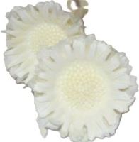 Sušené květiny Compacta medium blanched, 20 ks, bělené